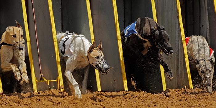 GBGB Opposes Welsh Ministers’ Ban on Greyhound Racing
