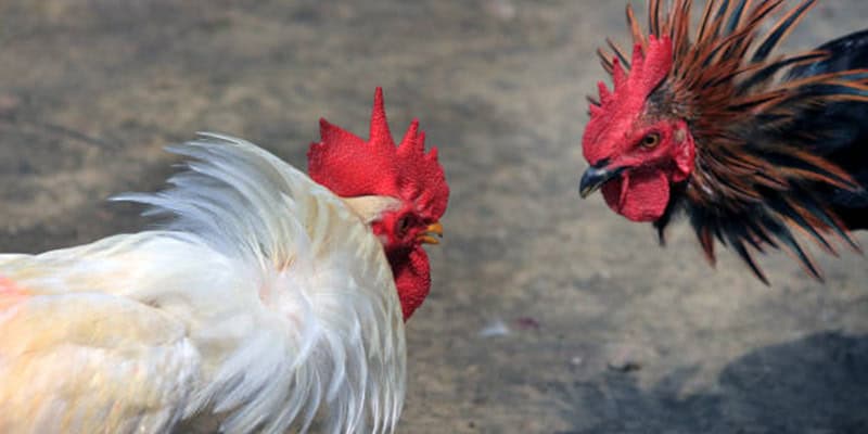 Guide To Read Cockfighting Odds Accurately From Thomo